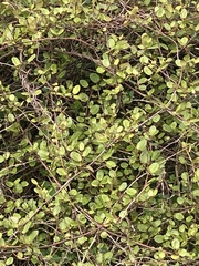 Muehlenbeckia complexa