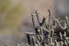 Cylindropuntia ramosissima