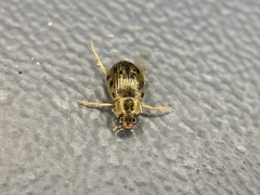 Berosus
