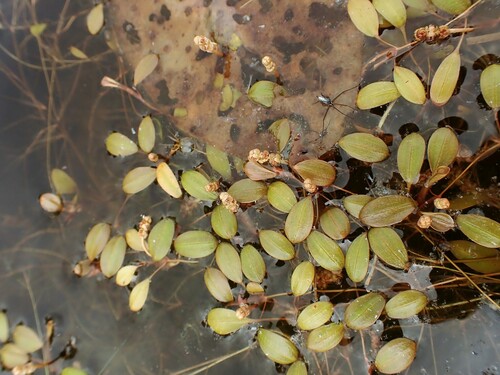 Image of Potamogeton vaseyi by (c) Louis Imbeau, some rights reserved (CC BY)