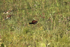 Jacana spinosa