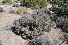 Cylindropuntia ramosissima