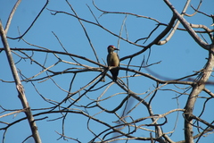 Melanerpes aurifrons