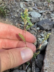 Polygonum minimum