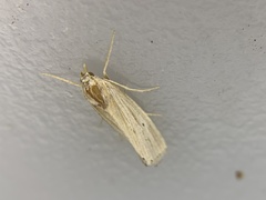 Eoreuma densellus