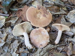 Lactarius glyciosmus