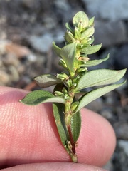 Polygonum minimum