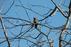 Melanerpes aurifrons