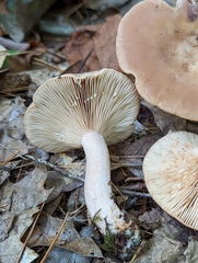 Lactarius glyciosmus