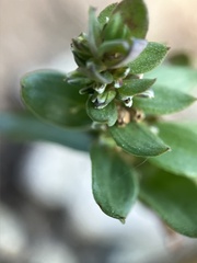 Polygonum minimum