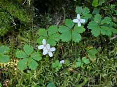 Rubus pedatus