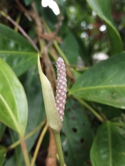 Anthurium obtusum