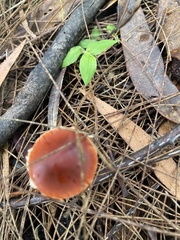 Lactarius eucalypti