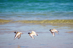 Hooded Dotterel photo 5
