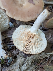 Lactarius glyciosmus