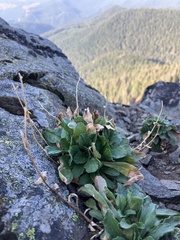 Erigeron cascadensis