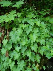 Heuchera glabra