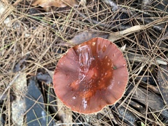 Lactarius eucalypti