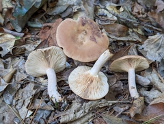 Lactarius glyciosmus