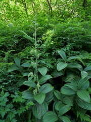 Veratrum viride eschscholtzianum