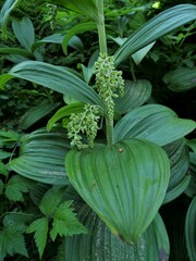 Veratrum viride eschscholtzianum