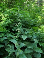 Veratrum viride eschscholtzianum