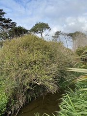 Muehlenbeckia complexa