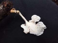 Microporus xanthopus