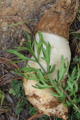 Daucus