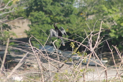 Anhinga anhinga