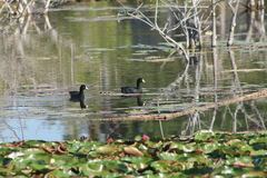 Fulica americana