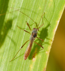 Phaenacantha australiae