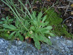 Micranthes ferruginea