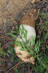 Daucus