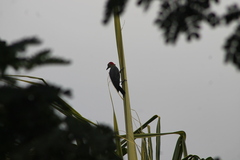 Melanerpes aurifrons