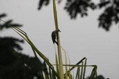 Melanerpes aurifrons