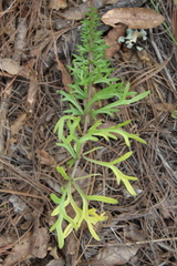Daucus