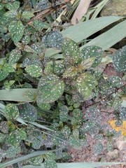 Hypoestes