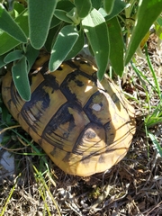 Testudo hermanni