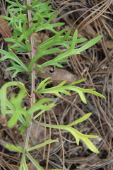 Daucus