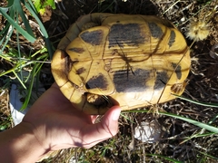 Testudo hermanni