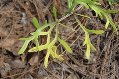 Daucus