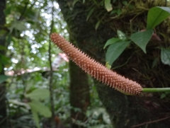 Anthurium consobrinum