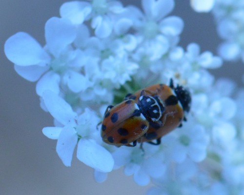 Variegated Lady Beetle photographed in Oregon