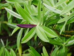 Veronica dieffenbachii