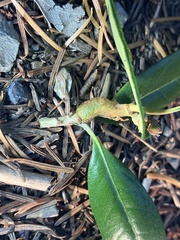Dryocosmus juliae