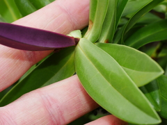 Veronica dieffenbachii