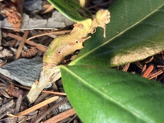 Dryocosmus juliae