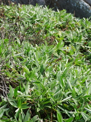 Veronica dieffenbachii