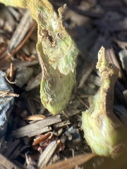 Dryocosmus juliae